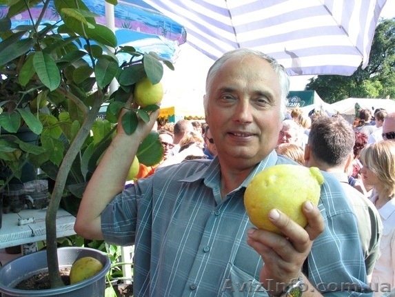 Лимонарий на окне. - <ro>Изображение</ro><ru>Изображение</ru> #1, <ru>Объявление</ru> #1740