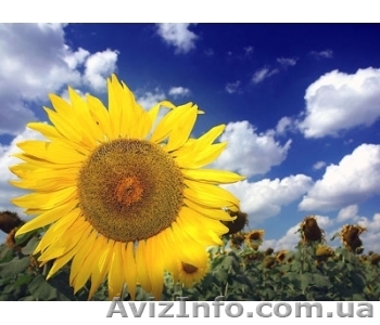 Подсолнечник Лакомка - <ro>Изображение</ro><ru>Изображение</ru> #1, <ru>Объявление</ru> #8327