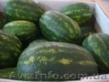 Экологически чистый арбуз из Туниса - <ro>Изображение</ro><ru>Изображение</ru> #1, <ru>Объявление</ru> #42912