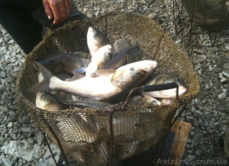 Продам живую рыбу срочно - <ro>Изображение</ro><ru>Изображение</ru> #1, <ru>Объявление</ru> #86497