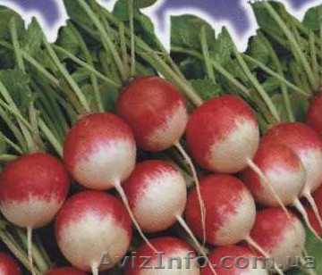 Продам редис оптом. - <ro>Изображение</ro><ru>Изображение</ru> #1, <ru>Объявление</ru> #194360