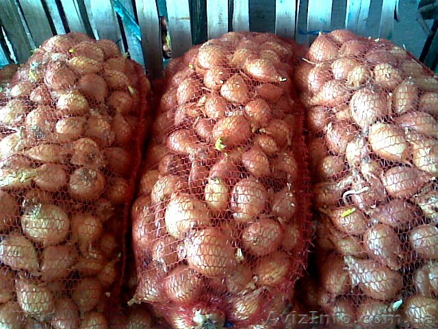 Фермерское хозяйство продаст лук - <ro>Изображение</ro><ru>Изображение</ru> #1, <ru>Объявление</ru> #247190