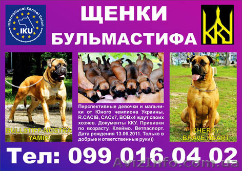 щенки бульмастифа в Запорожье - <ro>Изображение</ro><ru>Изображение</ru> #1, <ru>Объявление</ru> #304269