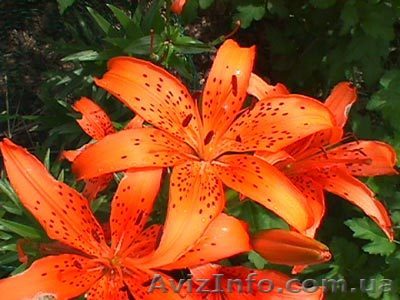 Продажа луковица лилии - <ro>Изображение</ro><ru>Изображение</ru> #1, <ru>Объявление</ru> #367519