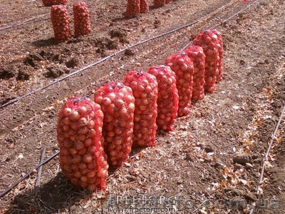 Лук репчатый от производителя - <ro>Изображение</ro><ru>Изображение</ru> #1, <ru>Объявление</ru> #364605