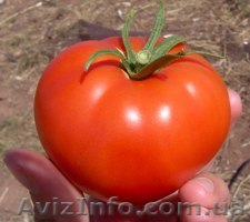 ПРОДАМ ПОМИДОР КРУГЛЫЙ  - <ro>Изображение</ro><ru>Изображение</ru> #1, <ru>Объявление</ru> #338486