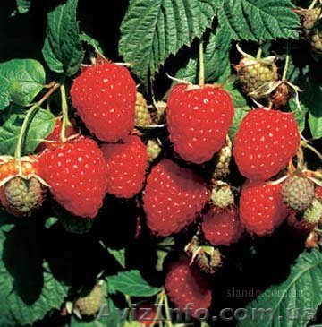 малина "Сиреневый туман" - <ro>Изображение</ro><ru>Изображение</ru> #1, <ru>Объявление</ru> #376127