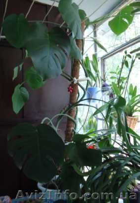 !!! Монстера !!! - <ro>Изображение</ro><ru>Изображение</ru> #1, <ru>Объявление</ru> #371503