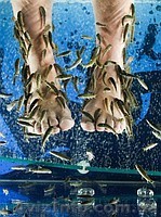 Рыба доктор Garra rufa - <ro>Изображение</ro><ru>Изображение</ru> #1, <ru>Объявление</ru> #397347