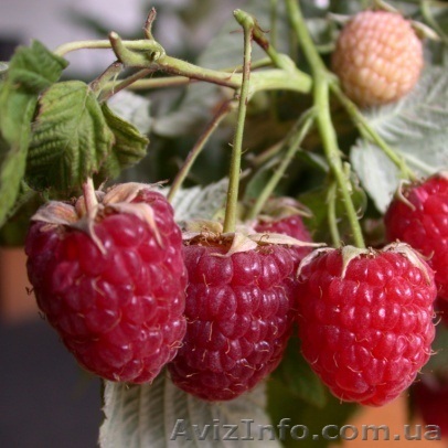 Саженцы малины \"Днепровская\" - <ro>Изображение</ro><ru>Изображение</ru> #1, <ru>Объявление</ru> #406607