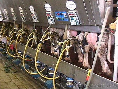Доильное оборудование  - <ro>Изображение</ro><ru>Изображение</ru> #1, <ru>Объявление</ru> #433582