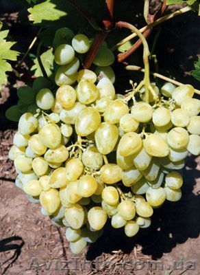 Саженцы элитных сортов винограда. - <ro>Изображение</ro><ru>Изображение</ru> #1, <ru>Объявление</ru> #613729