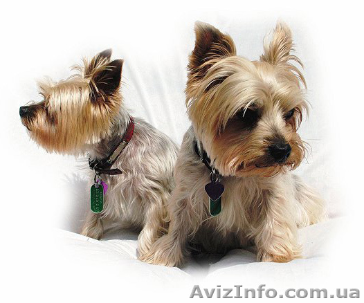 Тримминг, стрижка собак Запорожье, стрижка кошек Запорожье - <ro>Изображение</ro><ru>Изображение</ru> #1, <ru>Объявление</ru> #661474