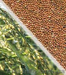 куплю зерно на постоянной основе - <ro>Изображение</ro><ru>Изображение</ru> #1, <ru>Объявление</ru> #724782