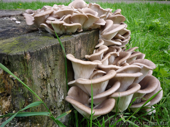 мицелий грибной - <ro>Изображение</ro><ru>Изображение</ru> #1, <ru>Объявление</ru> #755245