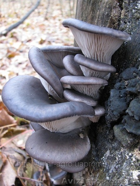 Грибные блокrrи - <ro>Изображение</ro><ru>Изображение</ru> #1, <ru>Объявление</ru> #785324