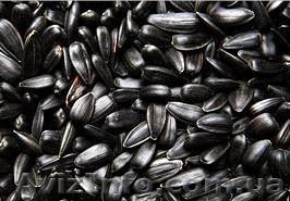 Продам семечку подсолнуха калиброванную, сорт лакомка (калибр 3,6) - <ro>Изображение</ro><ru>Изображение</ru> #1, <ru>Объявление</ru> #794412