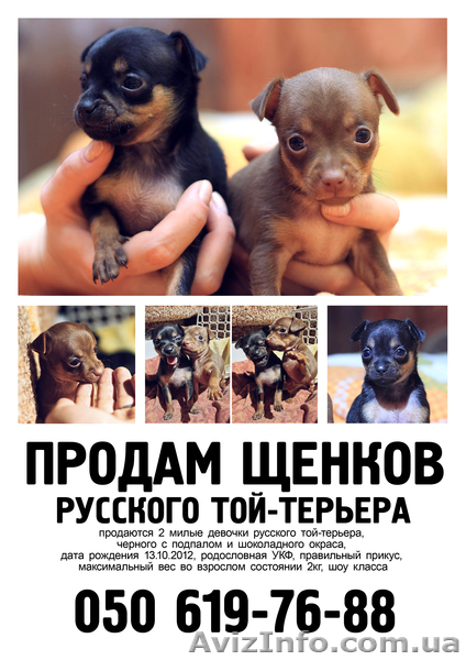 продаются 2 милые девочки русского той-терьера. - <ro>Изображение</ro><ru>Изображение</ru> #1, <ru>Объявление</ru> #812991