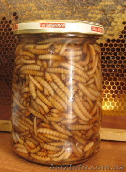 НАСТОЙКА ВОСКОВОЙ МОЛИ (огневка) - <ro>Изображение</ro><ru>Изображение</ru> #1, <ru>Объявление</ru> #825441