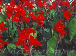 канны красные крупноцветковые - <ro>Изображение</ro><ru>Изображение</ru> #1, <ru>Объявление</ru> #831182