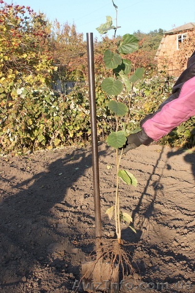 Двухлетние саженцы фундуку от 1000 шт, саженцы винограда. - <ro>Изображение</ro><ru>Изображение</ru> #1, <ru>Объявление</ru> #865840