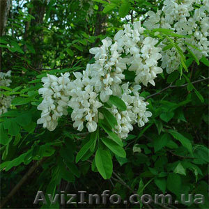 Мед натуральный Акация сбор 2013 г. - <ro>Изображение</ro><ru>Изображение</ru> #1, <ru>Объявление</ru> #907655