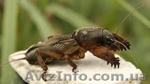 продам медведку - <ro>Изображение</ro><ru>Изображение</ru> #1, <ru>Объявление</ru> #902691