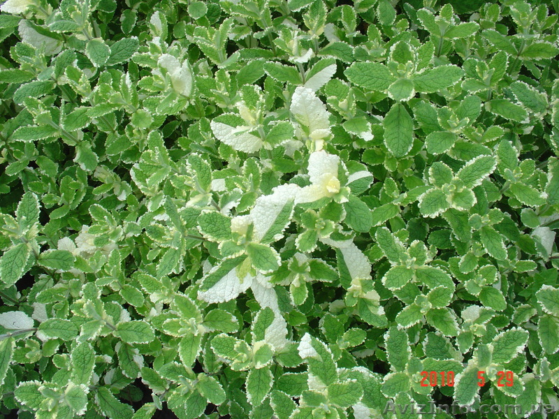 Мята, орегано, шалфей - <ro>Изображение</ro><ru>Изображение</ru> #1, <ru>Объявление</ru> #903300