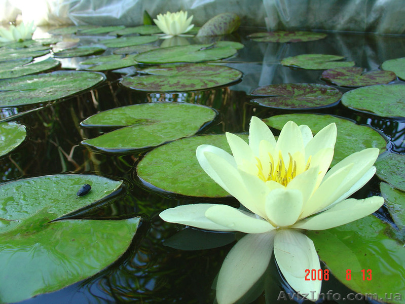 Водная лилия лимонная - <ro>Изображение</ro><ru>Изображение</ru> #1, <ru>Объявление</ru> #912387