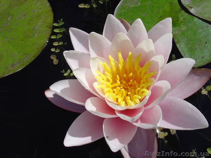 Водная лилия розовая Rosennymphe - <ro>Изображение</ro><ru>Изображение</ru> #1, <ru>Объявление</ru> #917120