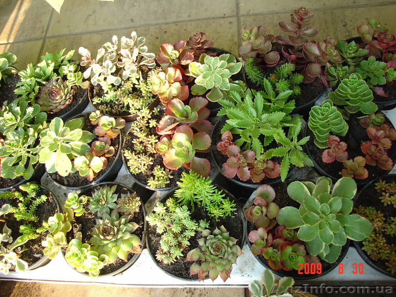 Растения для альпийской горки - <ro>Изображение</ro><ru>Изображение</ru> #1, <ru>Объявление</ru> #917116