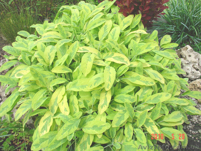 Шалфей пестролистный - <ro>Изображение</ro><ru>Изображение</ru> #1, <ru>Объявление</ru> #912404