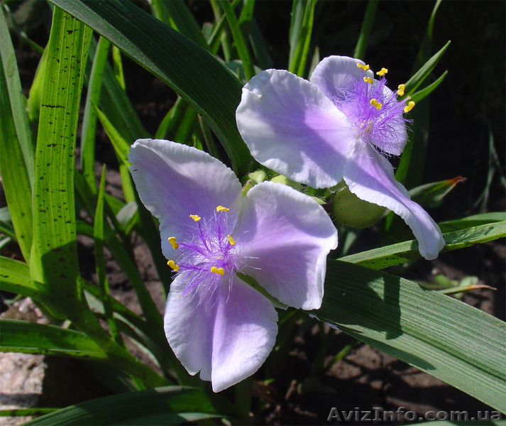 Садовые растения для тени - <ro>Изображение</ro><ru>Изображение</ru> #1, <ru>Объявление</ru> #926900