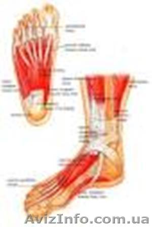 Рефлекторно-оздоровительный массаж стоп  - <ro>Изображение</ro><ru>Изображение</ru> #1, <ru>Объявление</ru> #1038681