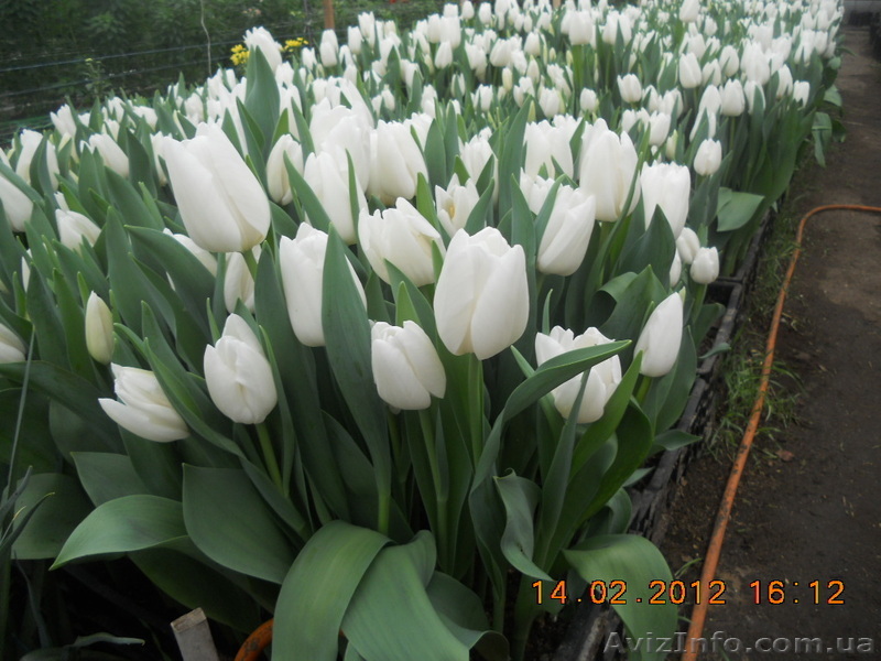  продам срезку  тюльпана оптом - <ro>Изображение</ro><ru>Изображение</ru> #1, <ru>Объявление</ru> #1043712