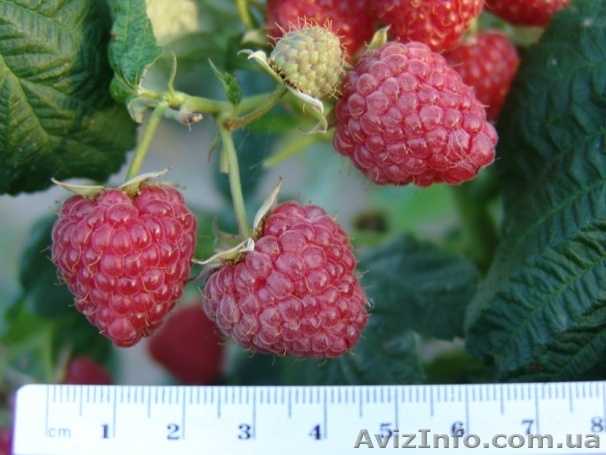 Саженцы малины крупноплодной Венгерка - <ro>Изображение</ro><ru>Изображение</ru> #1, <ru>Объявление</ru> #1040182