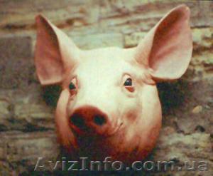 Свиная головизна. Свиной жир. - <ro>Изображение</ro><ru>Изображение</ru> #1, <ru>Объявление</ru> #1128935