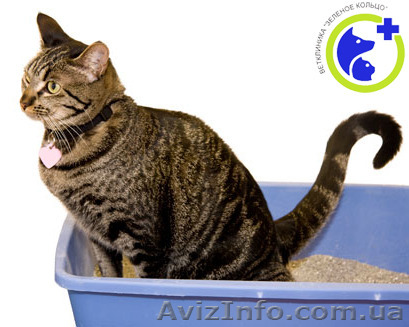 Урология для животных - <ro>Изображение</ro><ru>Изображение</ru> #1, <ru>Объявление</ru> #1168389