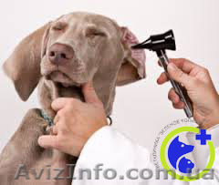 ДЕРМАТОЛОГИЯ для животных - <ro>Изображение</ro><ru>Изображение</ru> #1, <ru>Объявление</ru> #1168391