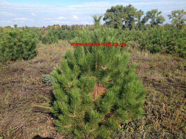 Живые новогодние крымские сосны оптом - <ro>Изображение</ro><ru>Изображение</ru> #1, <ru>Объявление</ru> #1162815