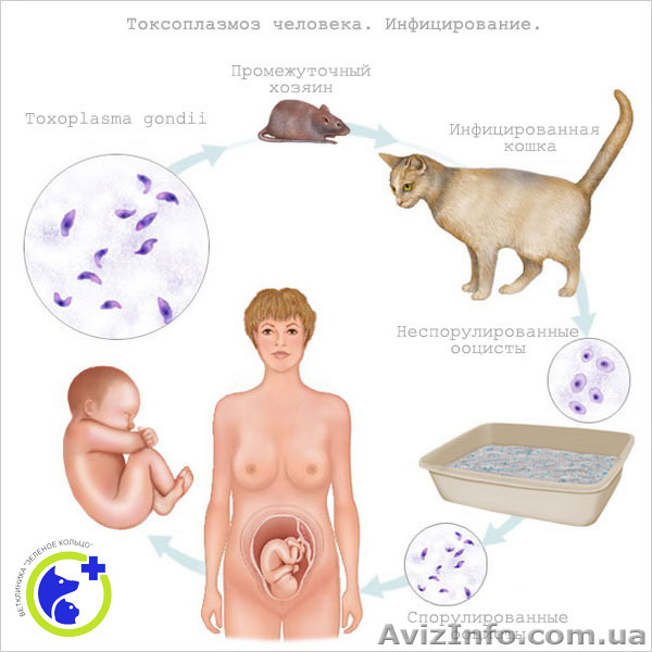 Обследование на токсоплазмоз  - <ro>Изображение</ro><ru>Изображение</ru> #1, <ru>Объявление</ru> #1168375