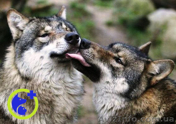 Обследование перед вязкой - <ro>Изображение</ro><ru>Изображение</ru> #1, <ru>Объявление</ru> #1168378