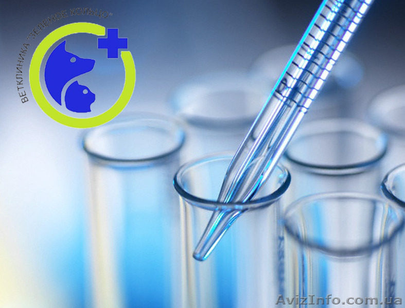Предлагаем гормональное обследование животных  - <ro>Изображение</ro><ru>Изображение</ru> #1, <ru>Объявление</ru> #1168380