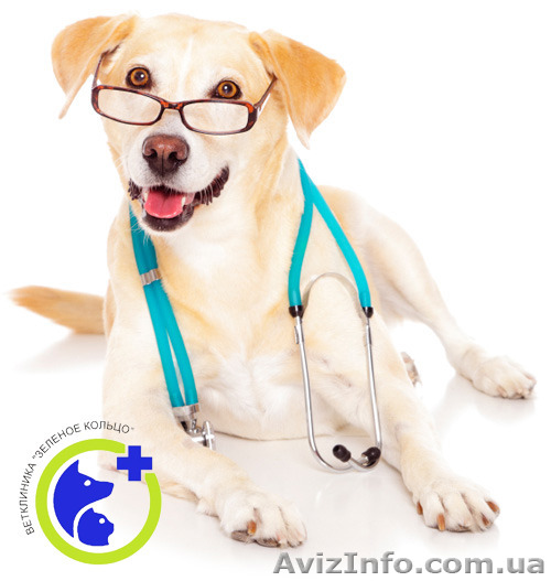 Лечение животных  - <ro>Изображение</ro><ru>Изображение</ru> #1, <ru>Объявление</ru> #1168382