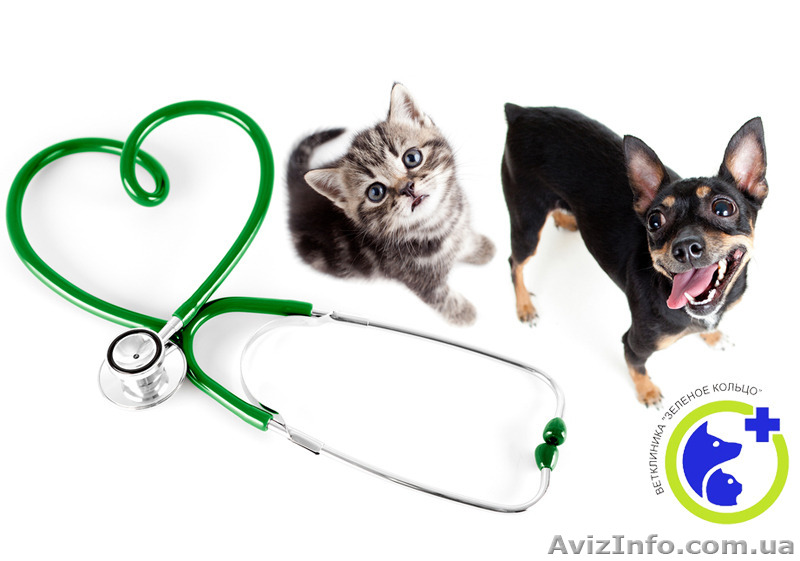 Кардиолог для собак - <ro>Изображение</ro><ru>Изображение</ru> #1, <ru>Объявление</ru> #1168383