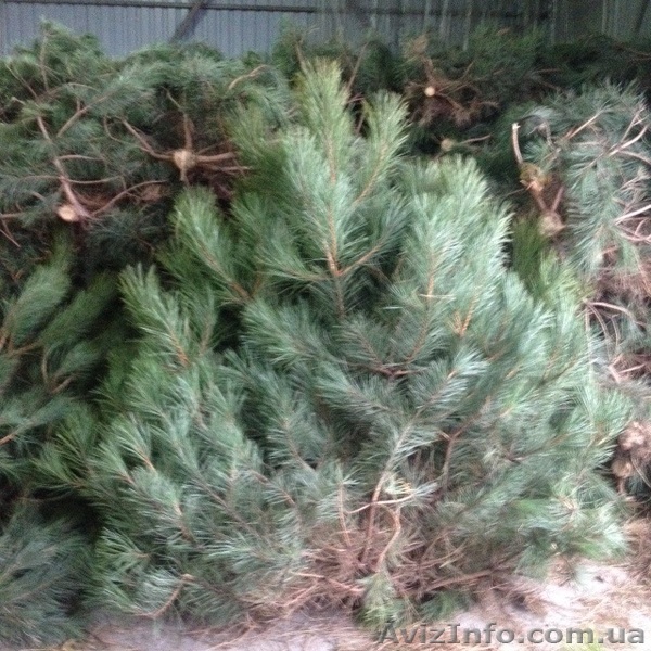 Новогодние живые сосны крымка - <ro>Изображение</ro><ru>Изображение</ru> #1, <ru>Объявление</ru> #1173787