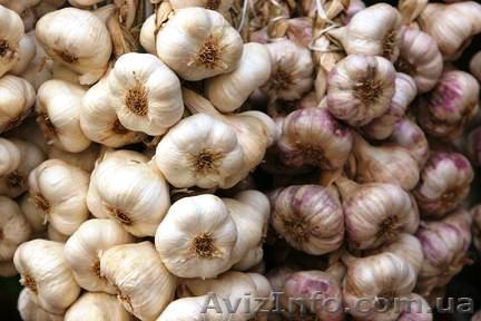 Продам озимый чеснок - <ro>Изображение</ro><ru>Изображение</ru> #1, <ru>Объявление</ru> #1212028
