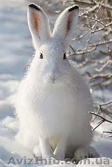 Массаж, качественный массаж, каждый индивидуальность . - <ro>Изображение</ro><ru>Изображение</ru> #1, <ru>Объявление</ru> #1256280