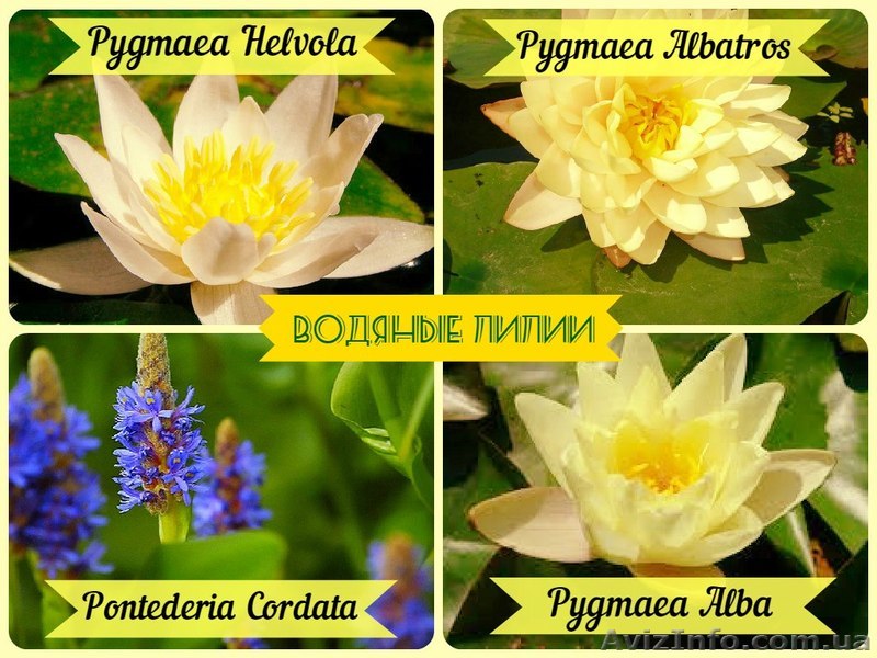 Суперакция на водяные лилии! - <ro>Изображение</ro><ru>Изображение</ru> #1, <ru>Объявление</ru> #1250381