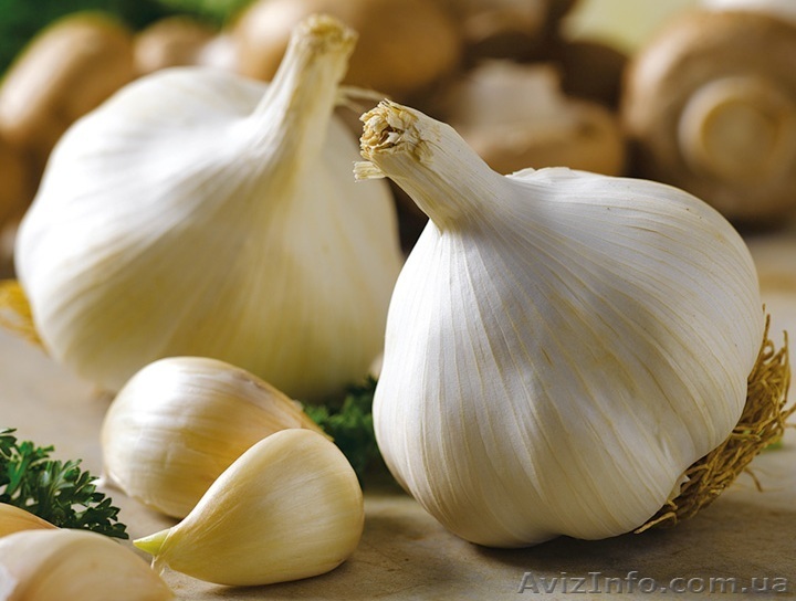 Покупаем чеснок - <ro>Изображение</ro><ru>Изображение</ru> #1, <ru>Объявление</ru> #1264102
